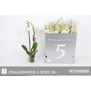 PHAL OV WIT