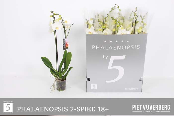 <h4>PHAL OV WIT</h4>