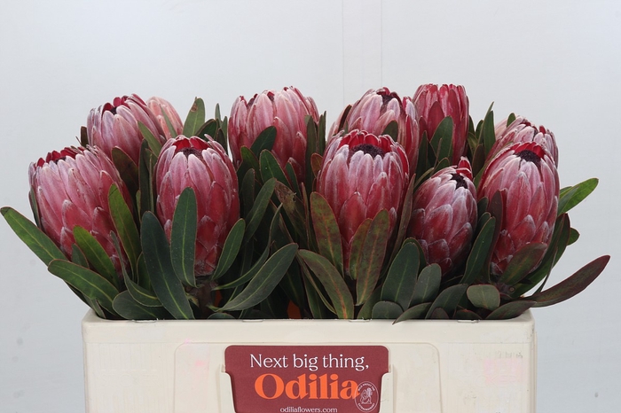 <h4>Protea Pink Ice</h4>