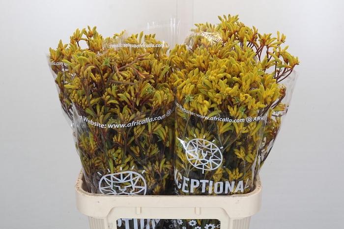 <h4>Anigozanthos Gold Fever Indoor</h4>