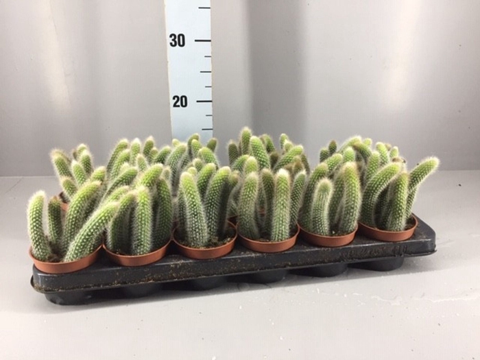 <h4>Cactus</h4>