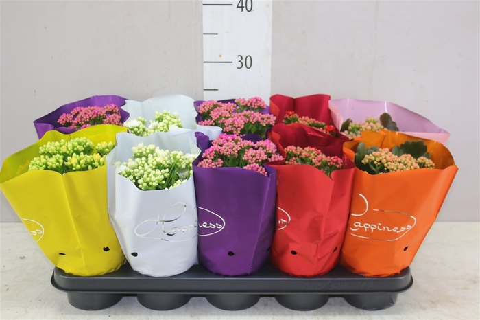 <h4>Kalanchoe Calandiva Mix</h4>