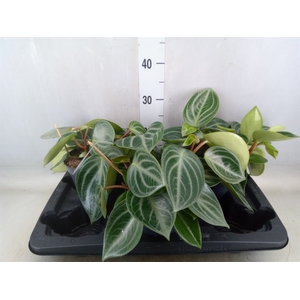 Peperomia