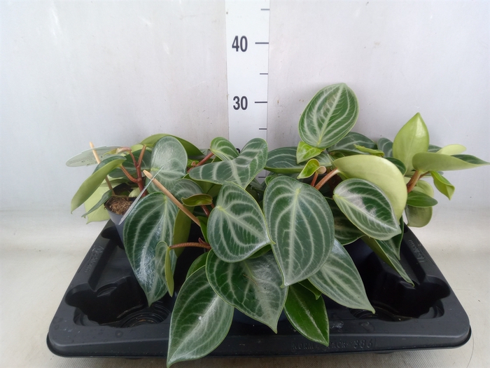 <h4>Peperomia</h4>