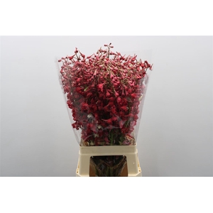 Delph En Be An White Red Dyed 70cm X50