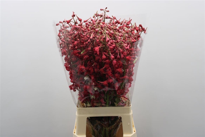 <h4>Delph En Be An White Red Dyed 70cm X50</h4>