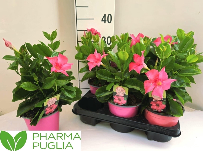 <h4>MANDE RIO PINK</h4>