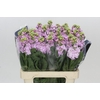 Matthiola Iron Cherry Blossom