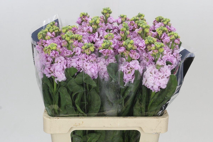 Matthiola Iron Cherry Blossom
