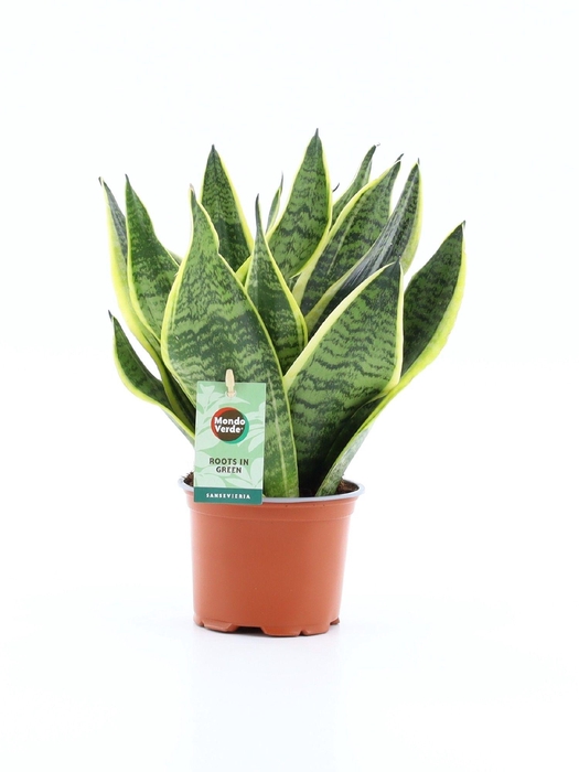<h4>Sansevieria 'Futura Superba'</h4>