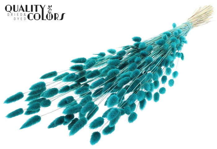 <h4>Lagurus Premium per bunch Turquoise</h4>