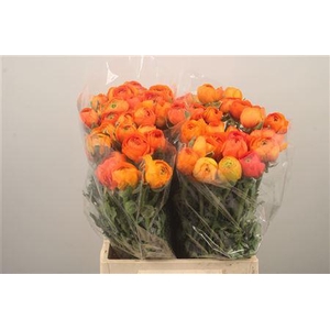 Ran Elegance Orange Super