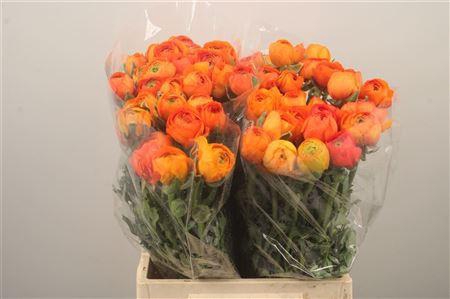 <h4>Ran Elegance Orange Super</h4>