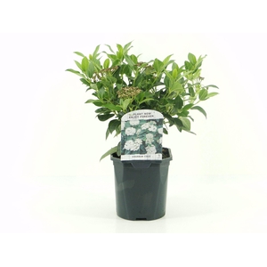 Viburnum tinus