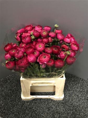 Ran Eleg Sup Hot Pink