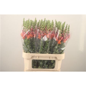 Antirrhinum Nl. Orange Avignon