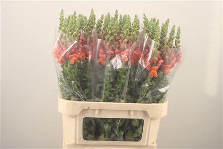 <h4>Antirrhinum Nl. Orange Avignon</h4>