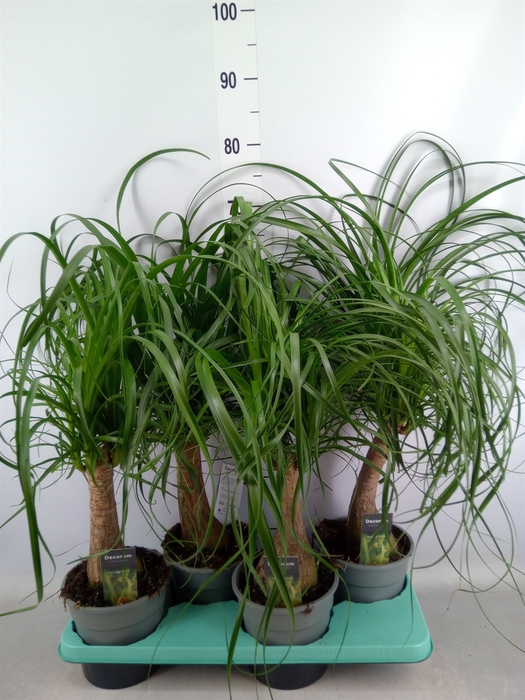 <h4>Beaucarnea recurvata</h4>