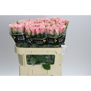 Rosa Gr Athena Royale