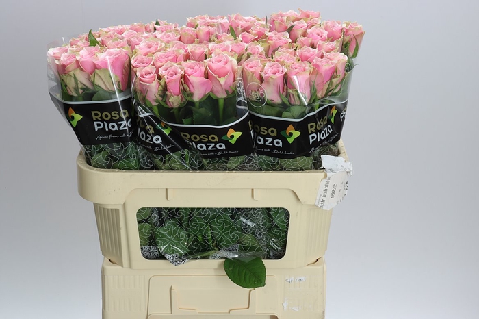 <h4>Rosa Gr Athena Royale</h4>