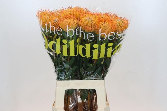 <h4>Nutans Ayoba Sun</h4>