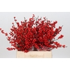 Ilex Rood