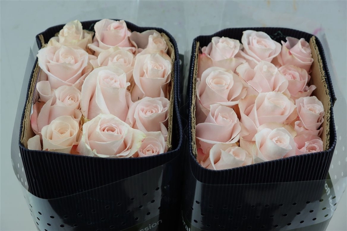 <h4>R Gr Pomarose</h4>