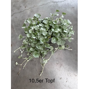 Dichondra arg. Silver Falls