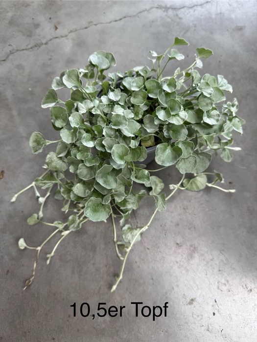 <h4>Dichondra arg. Silver Falls</h4>