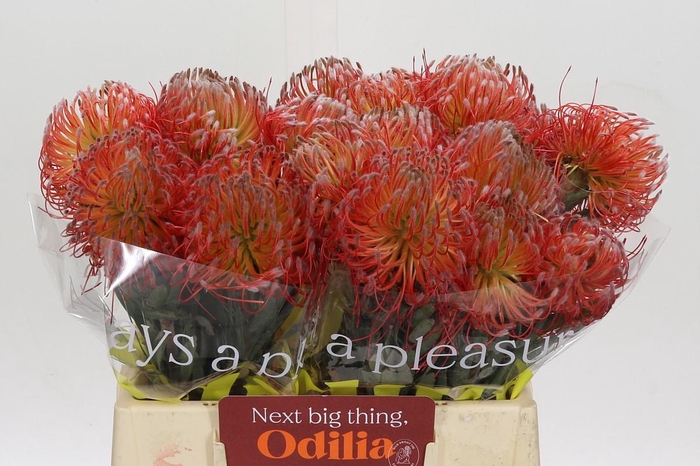 <h4>Nutans Blanche</h4>