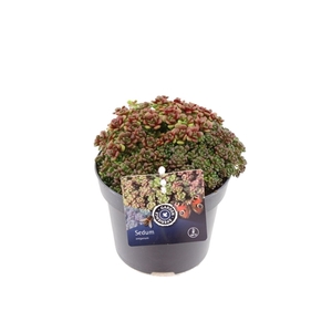 Sedum oreganum