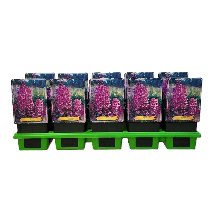<h4>Delphinium Pacific Giant Astol</h4>