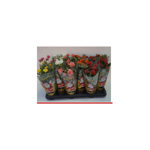 N32 MINIROSIER P10,5 PAILLETTE