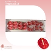 Anthurium Tropical