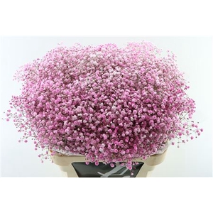 Gyps Pa Light Pink 80cm EC