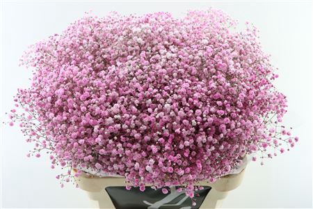 <h4>Gyps Pa Light Pink 80cm EC</h4>