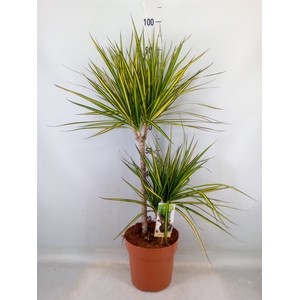 Dracaena marg. 'Sunray'