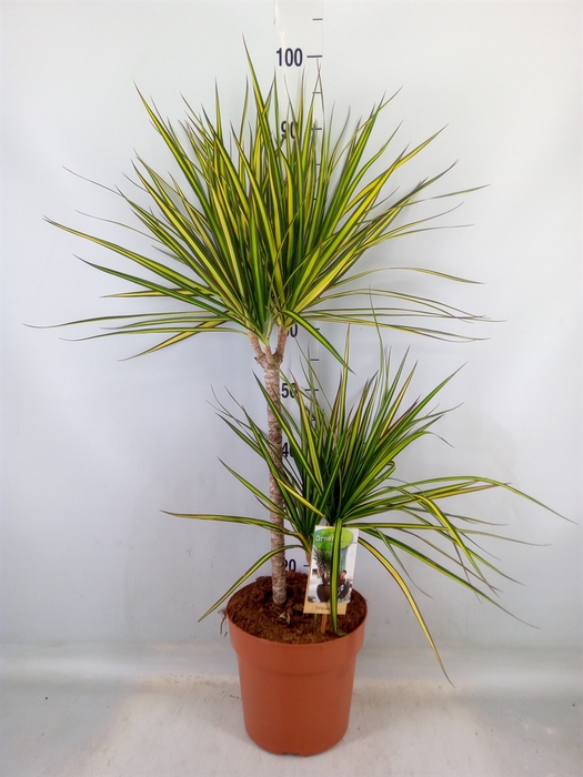 <h4>Dracaena marg. 'Sunray'</h4>