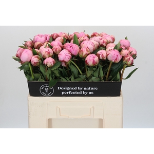 Paeonia Sarah Bernhardt