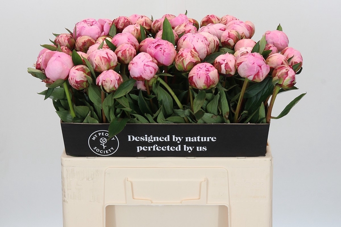<h4>Paeonia Sarah Bernhardt</h4>