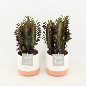 Euphorbia Trigona Rubra in Milou Keramiek