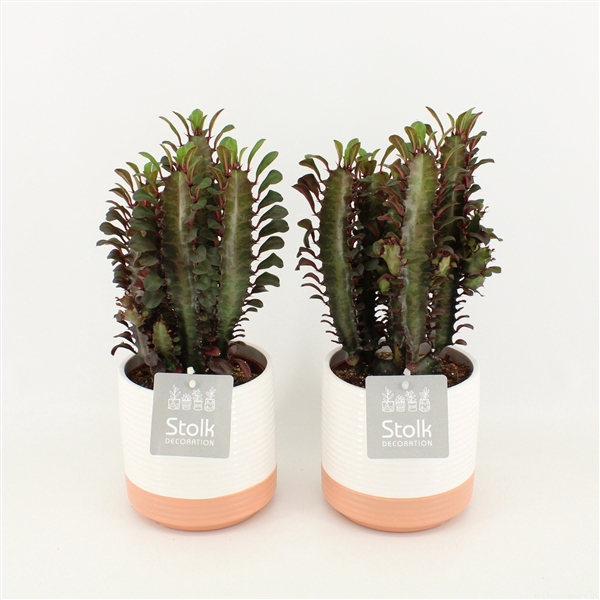 <h4>Euphorbia Trigona Rubra in Milou Keramiek</h4>