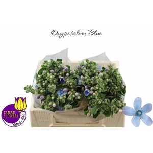 OXY CO TAN PURE BLU