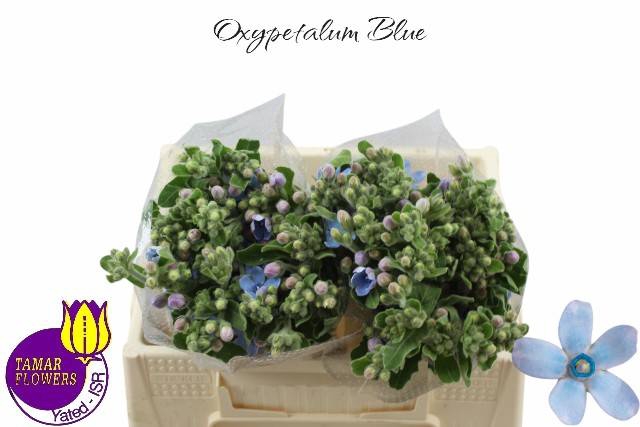 <h4>OXY CO TAN PURE BLU</h4>