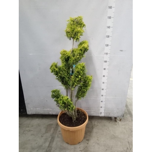 xCupressocyparis ley.   ...