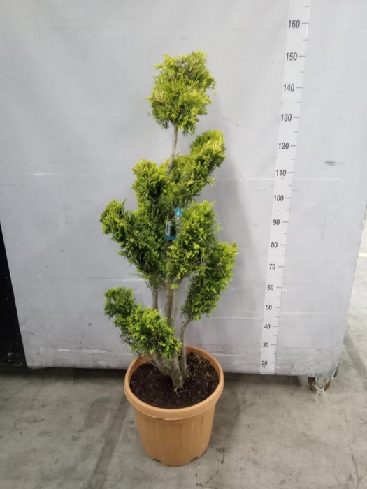 <h4>xCupressocyparis ley.   ...</h4>