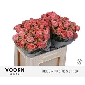 R TR BELLA TRENDSET