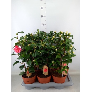 Camellia   ...mix 3