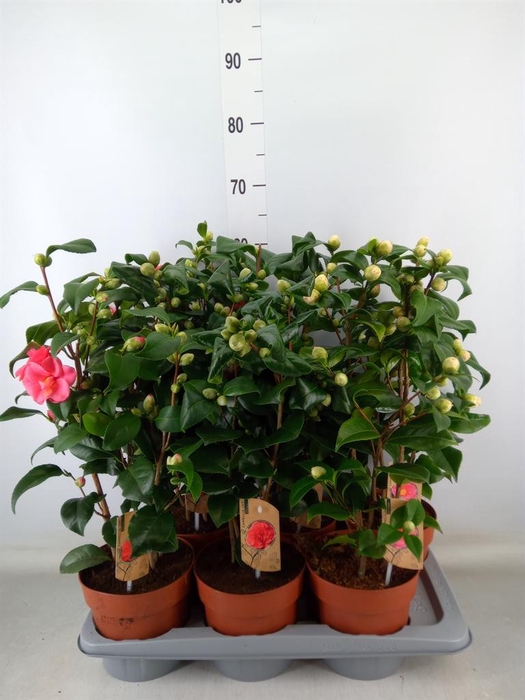 <h4>Camellia   ...mix 3</h4>