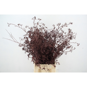 Elzenprop Metallic Bordeaux per bunch